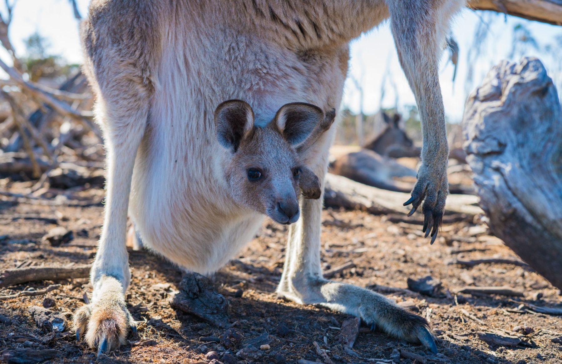 Australië