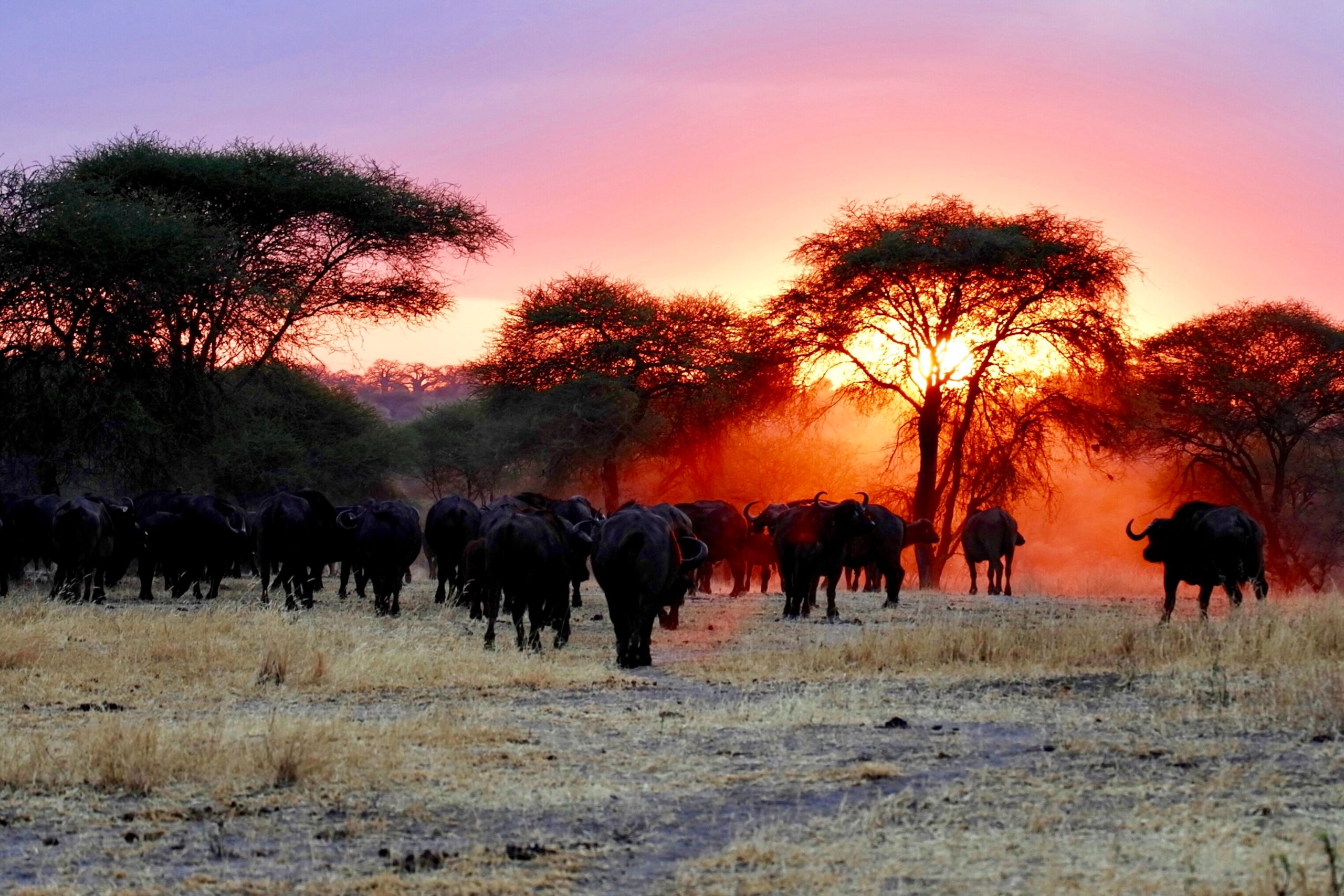 Reisvaccinaties voor Safari trips Zuid-Afrika